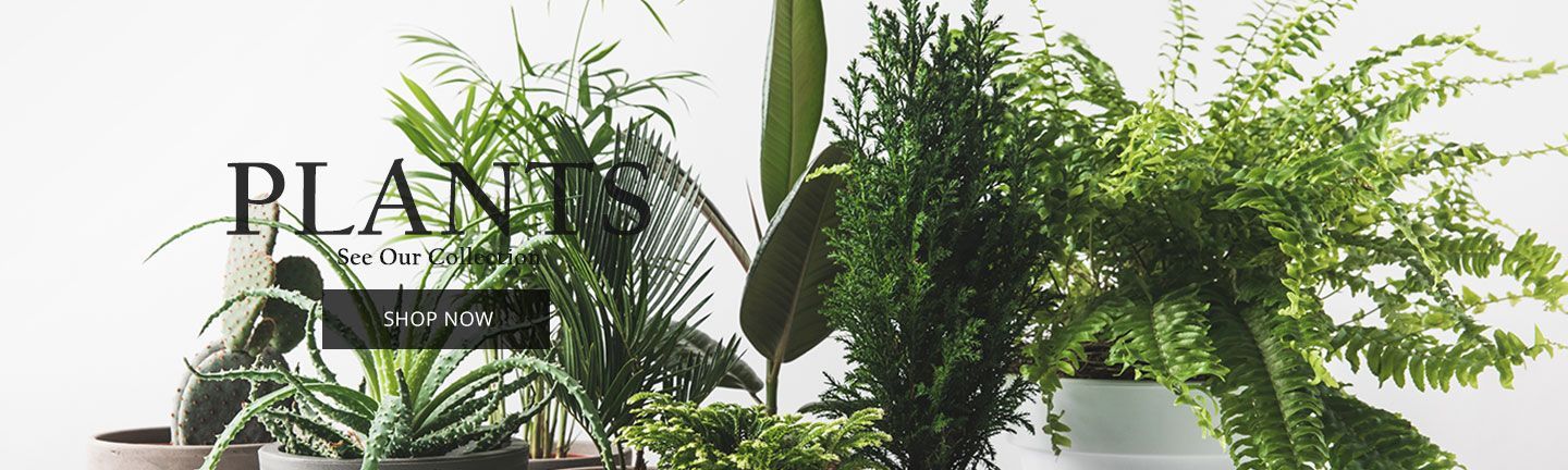  banner for Default Store View