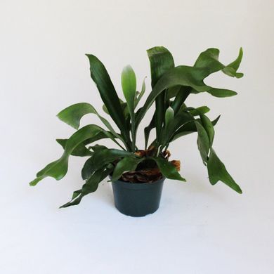 New and Unique Houseplant